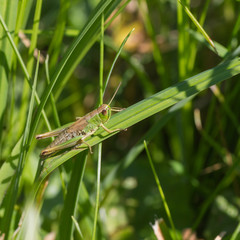 Grashüpfer, Makro