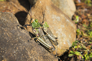 Grasshoppers on rock