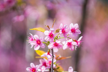 Flowers:Cherry blossoms in Thailand,Phu-lom-lo-thai-sakura-cherry-blossam.