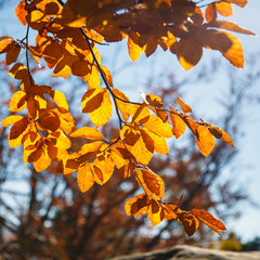 Yellow leaves on a branch. Autumn landscape.