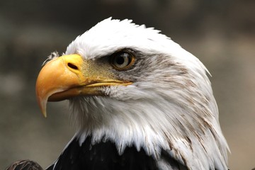 pygargue ou aigle à tête blanche