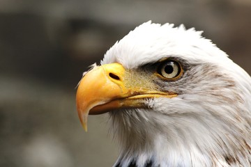 pygargue ou aigle à tête blanche
