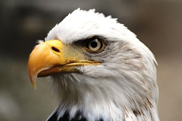 Fototapeta premium pygargue ou aigle à tête blanche