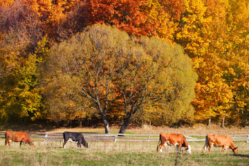 Cows Grazing in a autumn farmland pasture.