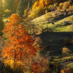 Fototapeta premium mystery autumn landscape with yellow trees and falling leaves