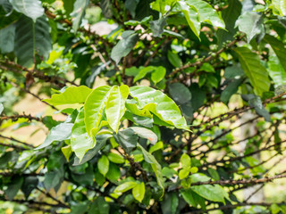 fresh coffee beans in coffee plants tree