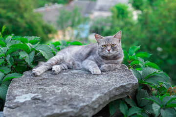 Naklejka na ściany i meble Adult grey cat laying in the street on the stone in the green trees