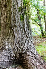 fragment of trunk and roots of a huge old tree with a cracked bark and moss