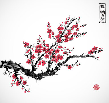 Oriental red sakura cherry tree in blossom on white background. Traditional oriental ink painting sumi-e, u-sin, go-hua. Contains hieroglyphs - zen, freedom, nature