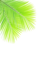 Green coconut leaves isolated on white background