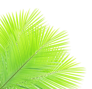 Green coconut leaves isolated on white background