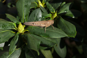 Grasshopper in the dark