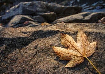 autumn maple leaves resting on a rock