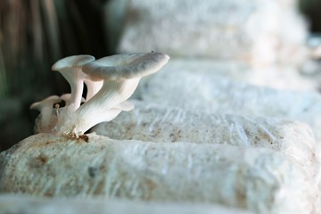 Oyster Mushroom