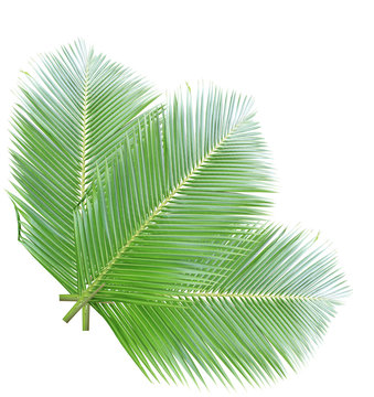 Green coconut leaves isolated on white background