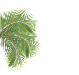 Coconut leaf isolated on white background