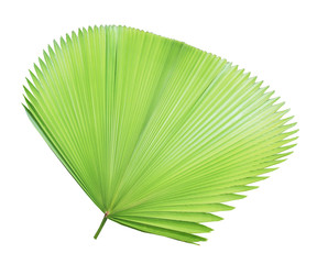Palm leaf isolated on white background