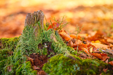 Landscape with the autumn forest. Strong roots of old stump, beautiful autumn stump