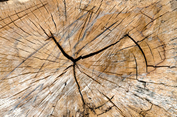 Fototapeta premium Wood texture