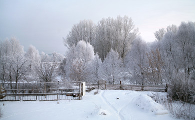 oak in hoarfrost