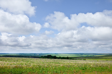 green boundless field