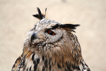 hibou