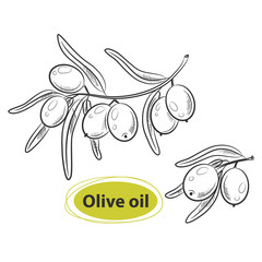 Vector design with hand drawn olive tree twigs.Hand drawn sketch - collection of olive branches and olive berries. Great design elements for olive oil products.