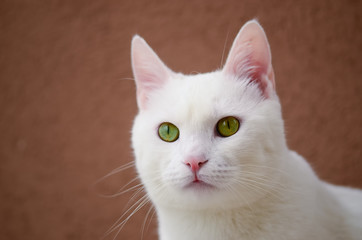Beyaz Kedi © Esin Deniz