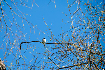 branches of a tree