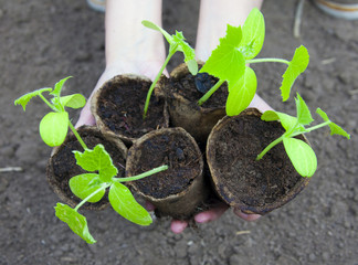 cucumber seedlings