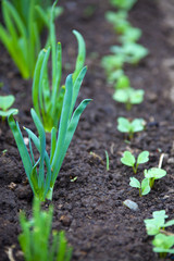 sprouts green onions on a bed