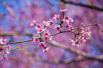 Flowers:Cherry blossoms in Thailand,Phu-lom-lo-thai-sakura-cherry-blossam.