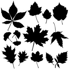Vector set of leaves silhouette
