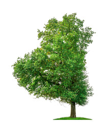 Stark unsymmetrische Eiche als Freisteller vor weißem Hintergrund - Asymmetric oak against white...