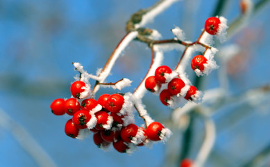 Rowan in hoarfrost