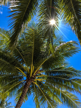 The sun shines through palm tree leaves, Thailand, islend Koh Chang, October 2014