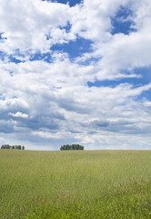 Obraz premium clouds over green meadow