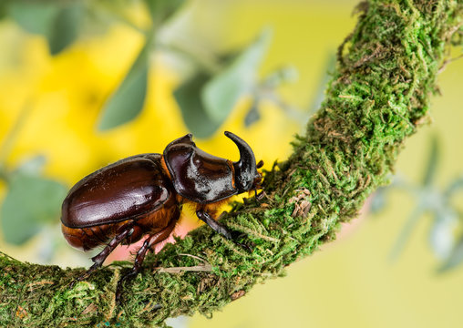European rhinoceros beetle (Oryctes nasicornis)