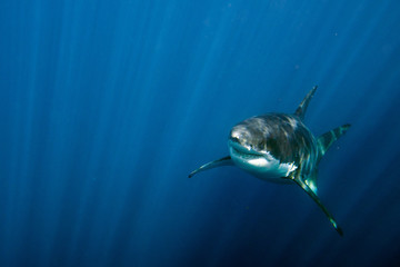 Obraz premium Great White shark ready to attack underwater close up
