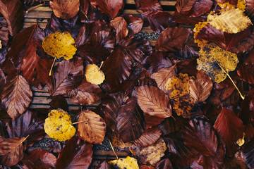 Looking down onto autumn leaves covering a wooden walkway. Colou