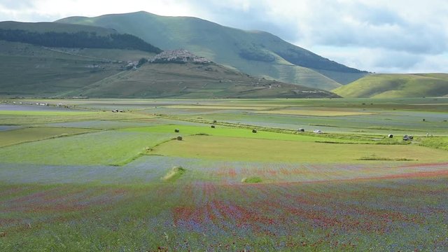 Coltivzione e fioritura annuale nella piana di Castelluccio di Norcia, Italia