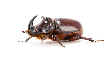 Rhinoceros beetle (Oryctes nasicornis) isolated on white