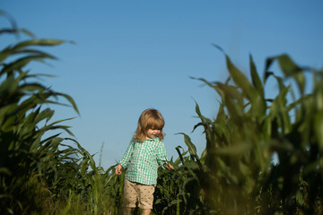 small boy in green field of corn or maize