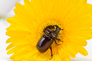 Rhinoceros beetle on a flower Gerbera