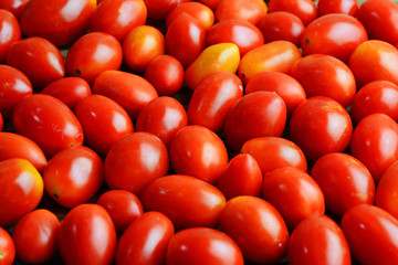 Lots of ripe red tomatoes