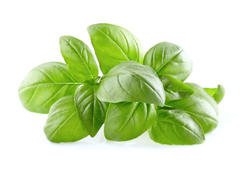 Basil leaves on a white background