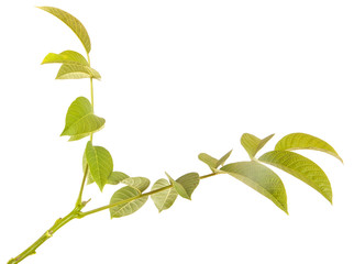 walnut leaves on a branch. isolated on white background