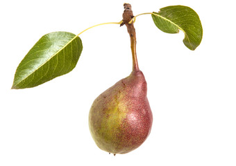 Pears on a branch with leaves isolated on white background
