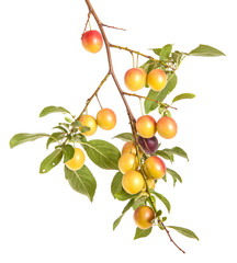 cherry-plum branch with berries and leaves isolated on white bac