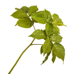 green raspberry leaves. isolated on white background